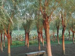 -艾溪湖湿地公园