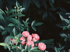 -顾村公园