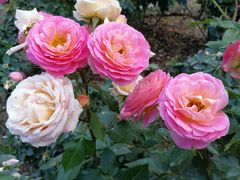 -人民公园(罗湖区)