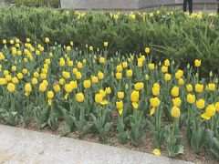 -石家庄市植物园