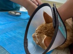 -艾贝尔宠物诊疗