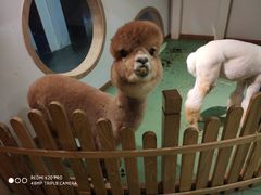-藦茜花园宠物主题亲子互动体验馆(国顺东路店)