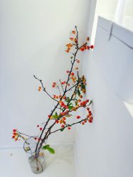 -安那般那皮肤年轻化ANAPANA