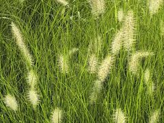 -昆山城市生态森林公园