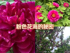-洛阳市隋唐城遗址植物园