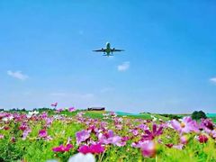 -空港花田景区