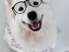 -汪说·狗咖·拼豆·宠物周边DIY(旺城大厦店)