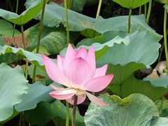 -荔湾湖公园