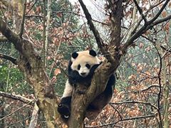 -都江堰中华大熊猫苑