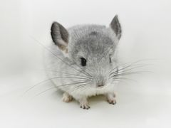 -龙猫仔乐园(惠福东路店)