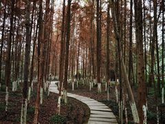 -桤木河湿地公园