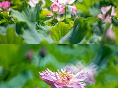 -荷花荡
