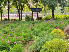-洛阳市隋唐城遗址植物园