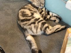 -平行世界·猫咖(首经贸店)