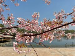 -新江湾城公园