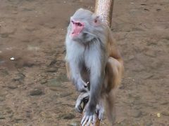 -西双版纳原始森林公园