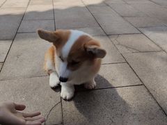 -柯斗斗主题餐厅·狗咖·围炉煮茶·茶饮(国瑞升平里店)