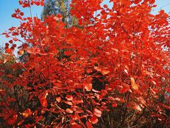 -北京西山国家森林公园