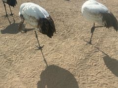 -盐城丹顶鹤湿地生态旅游区