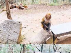 -黔灵山公园