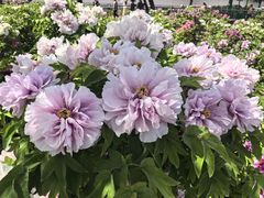 -曹州百花园