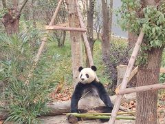 景点-成都大熊猫繁育研究基地