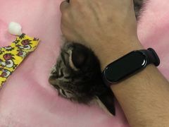 -北京观赏动物医院·24小时大型综合·猫专科·异宠专科