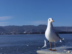 -海埂大坝