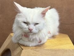 -楼上猫咖(罗湖店)