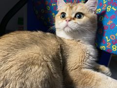 -Bastet sally猫舍购宠(静安店)
