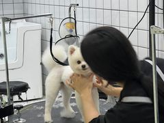 -BABIT巴比特宠物(MOMOPARK店)