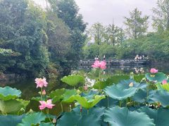 -成都南湖公园