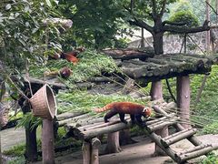 -都江堰中华大熊猫苑
