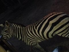 -清迈夜间动物园