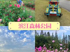 -上海滨江森林公园