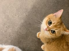 -飞行喵MR PILOT|猫舍·猫咖(静安大融城店)