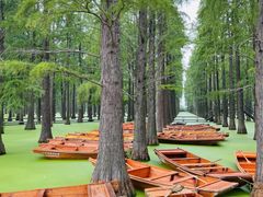 -渌洋湖湿地公园