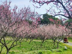-上海海湾国家森林公园