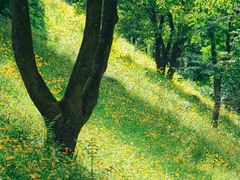 -西湖风景区-江洋畈生态公园