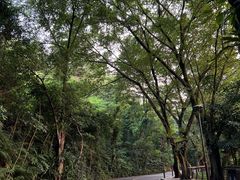 -深圳仙湖植物园
