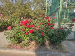 -莲花池公园