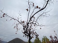 -幽岚山·童话森林