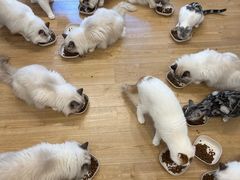 -有喵·猫咖·狗咖·30几只猫10只小狗(岗厦店)