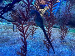 -上海海洋水族馆