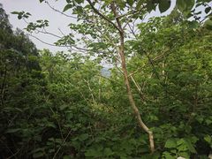 -佛慧山
