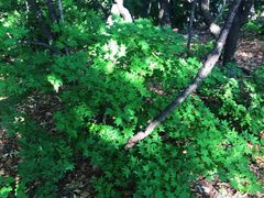 -帽儿山国家森林公园