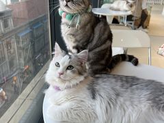 -怪兽屋·羊驼·猫咖·狗咖(俊华广场店)