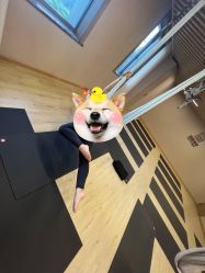 -酉嘉瑜伽YO+YOGA