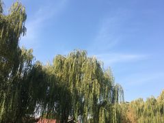 -大兴滨河森林公园