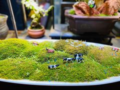 -双季花艺园艺市场(浦东店)